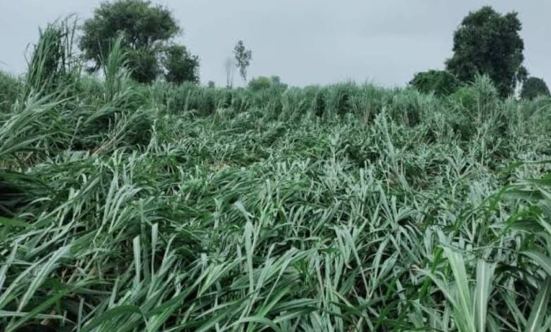continuous rain farmers worried