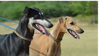 Photo of भारतीय कुत्तों की नस्लों की तैनाती पुलिस ड्यूटी में जल्द होगी