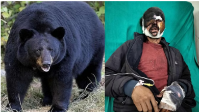 Photo of भालू ने लकड़ी लेने जा रहे व्यक्ति को किया लहूलुहान,एक हफ्ते में तीसरा हमला