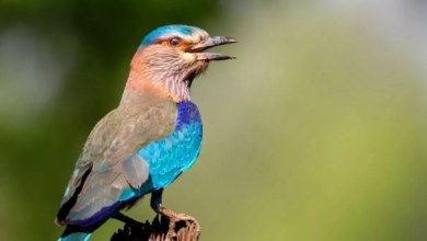 Photo of जानें दशहरा के दिन नीलकंठ देखना क्यों होता है शुभ और क्या है इसका धार्मिक महत्व