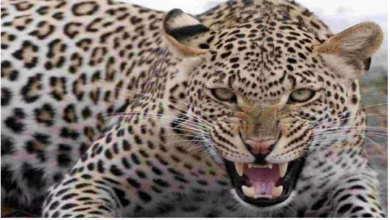 Photo of रामनगर कालाढूंगी में बाघ ने दो लोगो को घायल किया