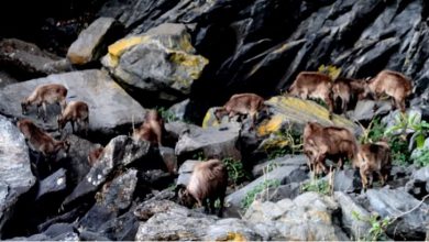 Photo of उत्तराखंड:ठंड से बचाव को उच्च हिमालय क्षेत्र से निचले इलाकों में पहुंचे हिमालयन थार
