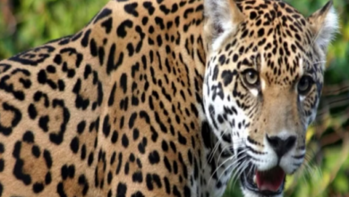 Photo of खटीमा :रात को सो रहे तीन लोगों पर गुलदार ने किया हमला