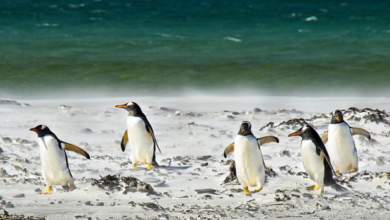 Photo of अंटार्कटिका में बढ़ा बर्ड फ्लू वायरस का खतरा