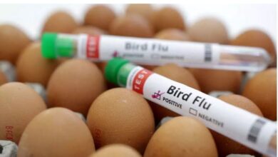 Photo of चीन में जानलेवा हुआ एक और वायरस, H3N2 और H10N5 बर्ड फ्लू से इंसान की मौत