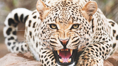 Photo of देहरादून: किमाड़ी के पास गुलदार ने दस साल के बच्चे को मार डाला, परिजनों ने मुंह से छीना