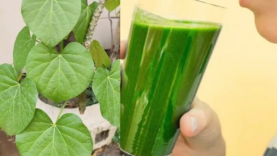 Photo of पौधा एक- फायदे अनेक! शुगर जैसी बीमारियों का रामबाण इलाज