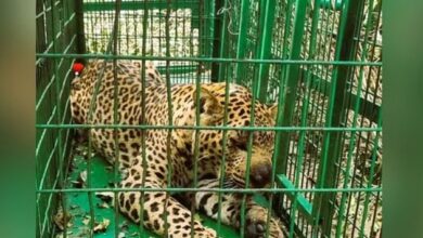 Photo of मसूरी : दो महीने, 12 पिंजरे और 40 ट्रैप कैमरे…तब पकड़ा गया आदमखोर गुलदार