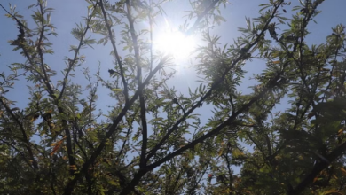 Photo of उत्तराखंड: फिर टूटा रिकॉर्ड, तापमान 36 डिग्री पार