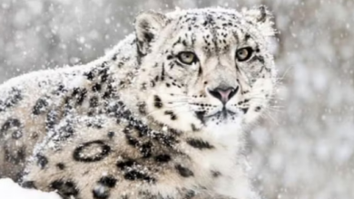 Photo of उत्तरकाशी: देश के पहले हिम तेंदुआ संरक्षण केंद्र का निर्माण शुरू