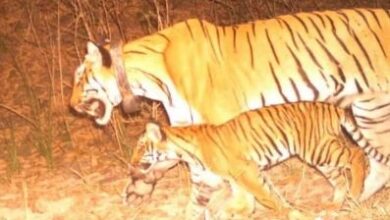 Photo of  बाघिन के दो शावकों को गुलदार ने बनाया शिकार