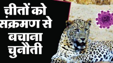 Photo of कूनो राष्ट्रीय पार्क: बारिश में होने वाले संक्रमण से बचाने चीतों को लगाया जा रहा मरहम