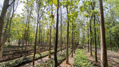 Photo of रामनगर में जंगल की जमानों के काले कारोबार की SIT जांच