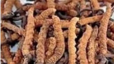 Photo of उत्तराखंड: कीड़ाजड़ी और गुच्छी मशरूम को वन उपज की श्रेणी में लाने की तैयारी