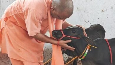 Photo of गोरखनाथ मंदिर में आईं छोटी-छोटी गैया, सीएम योगी ने पुंगनूर गाय को खूब दुलारा