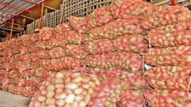 Photo of आलू का पाउडर: अलीगढ़ में हो रहा तैयार, विदेशों तक हो रही सप्लाई