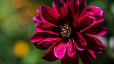 Photo of नजफगढ़ ड्रेन के पास अटल गार्डन बनेगा मनोरंजन का सामूहिक ठिकाना, परियोजना की प्रक्रिया शुरू