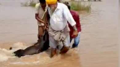 Photo of  बाढ़ और बारिश से आफत, फिरोजपुर में घर की छत गिरी