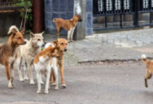 Photo of महाराष्ट्र: कल्याण और डोंबिवली में आवारा कुत्तों का कहर