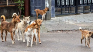 Photo of महाराष्ट्र: कल्याण और डोंबिवली में आवारा कुत्तों का कहर