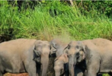 Photo of उत्तराखंड: कॉर्बेट के जंगलों में अब तक 40 हाथियों की खत्म हो चुकी जिंदगी