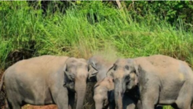 Photo of उत्तराखंड: कॉर्बेट के जंगलों में अब तक 40 हाथियों की खत्म हो चुकी जिंदगी