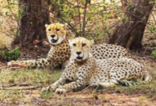 Photo of एमपी: नौरादेही टाइगर रिजर्व में गूंजेंगे चीतों के कदम, केंद्र से मिली मंजूरी