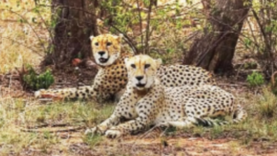 Photo of एमपी: नौरादेही टाइगर रिजर्व में गूंजेंगे चीतों के कदम, केंद्र से मिली मंजूरी