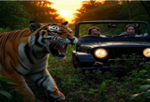 Photo of  नवंबर में बना रहे जंगल सफारी का प्लान, इन टाइगर रिजर्व को लिस्ट में करें शामिल