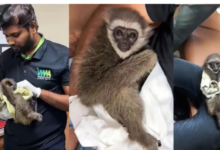Photo of मुंबई एयरपोर्ट पर टूरिस्ट के बैग में मिले सिलवरी गिबन, कस्टम विभाग भी हैरान