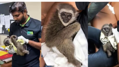 Photo of मुंबई एयरपोर्ट पर टूरिस्ट के बैग में मिले सिलवरी गिबन, कस्टम विभाग भी हैरान