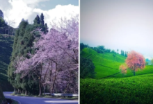 Photo of सिक्किम में छिपा खूबसूरती का खजाना, कम बजट में ऐसे बनाएं घूमने का प्लान