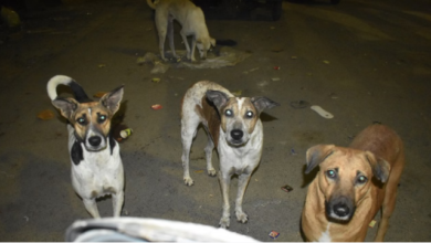 Photo of मेरठ में डेढ़ साल के मासूम को कुत्तों ने नोंचकर मार डाला