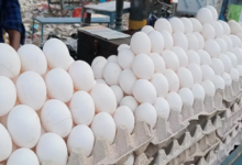 Photo of ये राज्य खिलाता है भारतीयों को सबसे ज्यादा अंडे, भर-भर के करता है सप्लाई