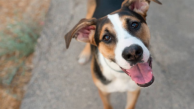 Photo of हाईकोर्ट ने कहा कुत्तों की नसबंदी बड़ा घोटाला