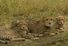 Photo of इंटरनेशनल चीता दिवस: कूनो नेशनल पार्क में तीन चीतों को छोड़ेंगे सीएम मोहन यादव