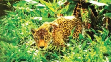 Photo of ठाणे में तेंदुआ का आतंक, आवासीय सोसायटी में चार लोग पर किया हमला