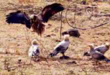 Photo of  इंदौर के आसमान में लौटा ‘सफेद शिकारी’, 9 साल बाद हुई ‘आकाश के रक्षक’ की वापसी