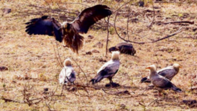 Photo of  इंदौर के आसमान में लौटा ‘सफेद शिकारी’, 9 साल बाद हुई ‘आकाश के रक्षक’ की वापसी