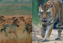Photo of जंगल सफारी का है प्लान? तो इन नियमों को न करें अनदेखा