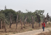 Photo of इंदौर और आसपास के क्षेत्रों में दो लाख पेड़ काटने की तैयारी