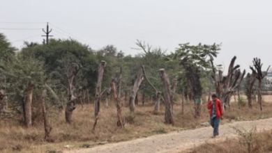 Photo of इंदौर और आसपास के क्षेत्रों में दो लाख पेड़ काटने की तैयारी