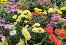 Photo of शहरी चमक-दमक और सुविधाओं में छिपा सेहत का खतरा, कमजोर हो रही है दिल्ली के लोगों की रोग प्रतिरोधक क्षमता