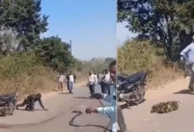 Photo of महाराष्ट्र में रेबीज से पीड़ित युवा करने लगा कुत्ते जैसी हरकतें