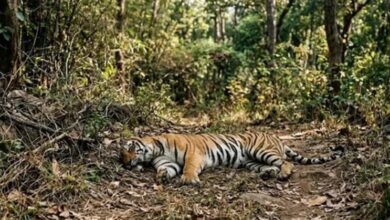 Photo of कैनाइन डिस्टेंपर वायरस का खतरा बढ़ने पर उत्तर प्रदेश, राजस्थान और उत्तराखंड में हाई अलर्ट