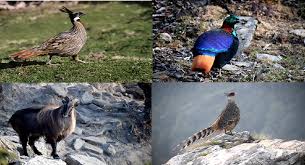 Photo of चोपता में पक्षियों के बच्चे पैदा करने पर संकट !